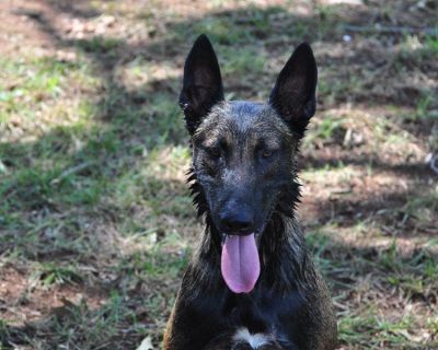 Belgian Malinois AKC