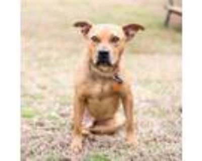 Adopt Tyson 12095 a Pit Bull Terrier