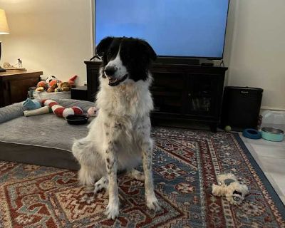 Indy - Great Pyrenees/Border Collie Mix Female Dog for Adoption
