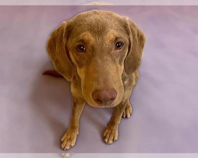 BAILEY - Labrador Retriever Mix Female Puppy for Adoption