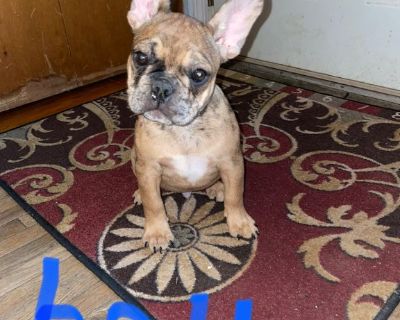 French bulldog