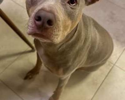 Maya - American Pit Bull Terrier/Boxer Mix Female Dog for Adoption