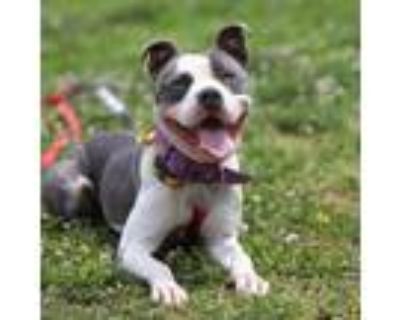 Adopt Kristyn a White - with Gray or Silver American Pit Bull Terrier / Mixed