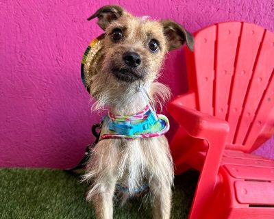 Puddin - Norfolk Terrier & Border Terrier Mix Male Dog for Adoption