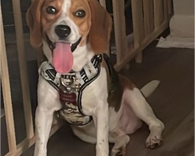 Marley - Male Puppy Beagle for Adoption
