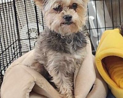 Khaleesi - Yorkie, Yorkshire Terrier Female Dog for Adoption