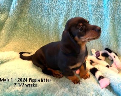 2 Male Dachshund Puppies for Sale