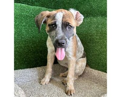 A5650841 - Australian Cattle Dog Female Puppy for Adoption