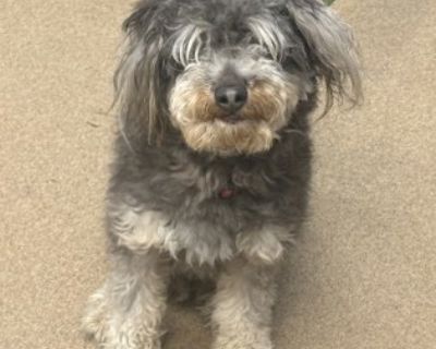 Executive - Mixed Breed Male Dog for Adoption