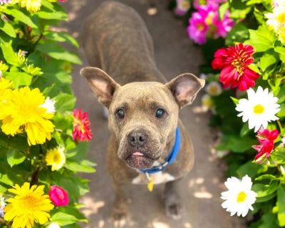 west - Bulldog Mix Female Dog for Adoption