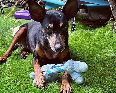 Winnie - Miniature Pinscher/Manchester Terrier Mix Female Dog for Adoption