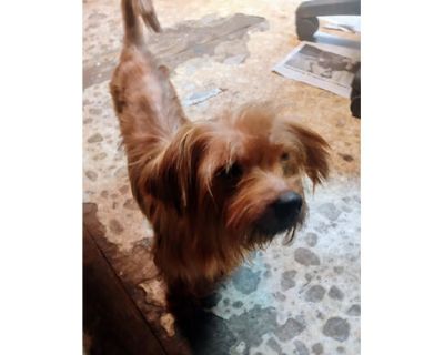 Red Bolt - Yorkie, Yorkshire Terrier/Shih Tzu Mix Male Dog for Adoption