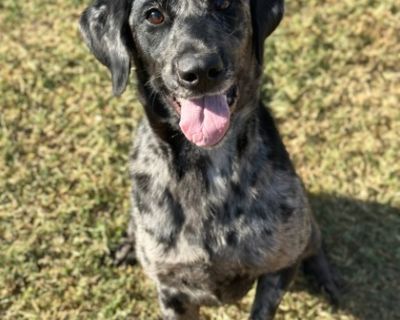 Health Spayed / neutered.. Puppy Female Large