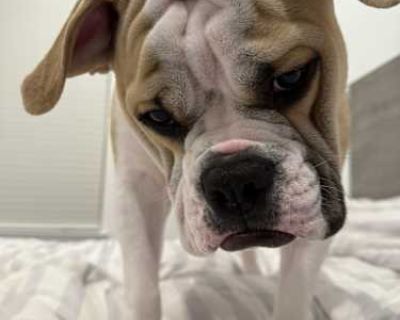 Luffy - American Bulldog Male Dog for Adoption