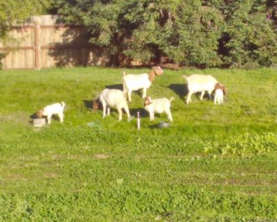 Boer goats for sale Delivery available