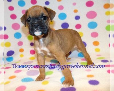 males females - Boxer Female Puppy for Sale