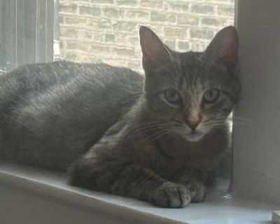 Columbia - Domestic Shorthair Female Cat for Adoption