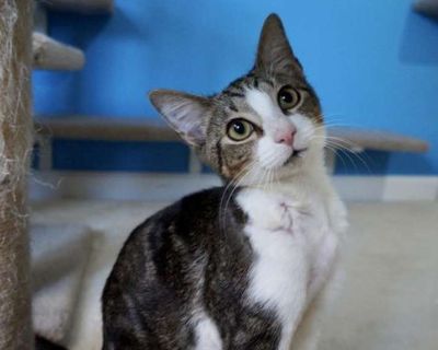 Child. Brown tabby. Hair: short. Curtiss is a 5-month-old bundle of sunshine wrapped in soft tabby fur and he s ready to bring warmth, playfulness, and love into his forever home. This brave little guy came into rescue after being attacked by what was likely a dog or coyote. He has a few small scars on his right shoulder and torso his foster mom lovingly calls him Shark Bait but once his fur gr...