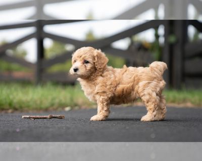 Cooper - Bichpoo-Maltipoo Mix Male Puppy for Sale