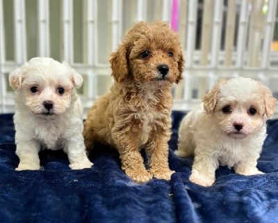 Male Maltipoo Puppies