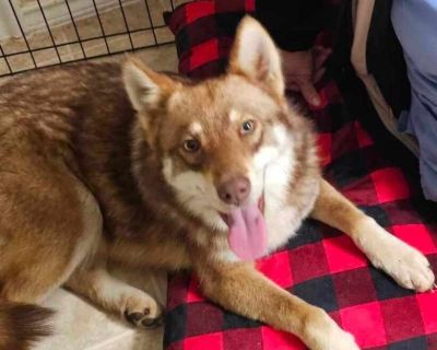 Morrigan - Siberian Husky & Australian Shepherd Mix Female Dog for Adoption