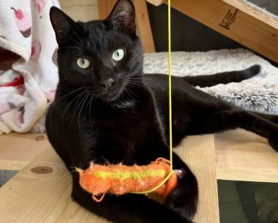 Biggie is a handsome boy with a soft coat and a charming little white patch on his chest. He is considered a special needs kitty because he sometimes wobbles a little when he runs and jumps. He and another black kitten were rescued at 6 weeks old from a commercial trash compactor at a business. He seemed to limp with his hind legs sometimes. A vet said the spinal injury could not be surgically ...