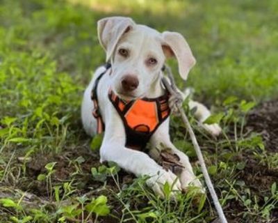 Sully - Labrador Retriever Male Puppy for Adoption