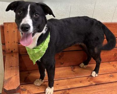 Misha - Border Collie Female Dog for Adoption