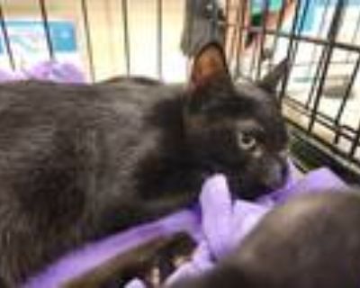 Adopt Echo a All Black Domestic Shorthair / Mixed cat in Modesto, CA (39009405)
