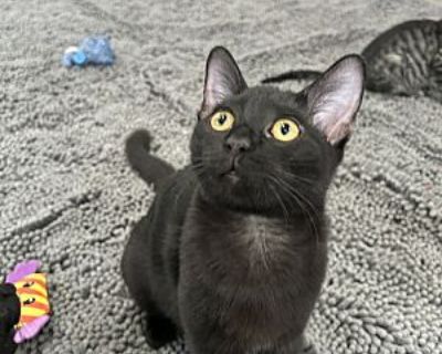 Salem - Bombay Female Cat for Adoption