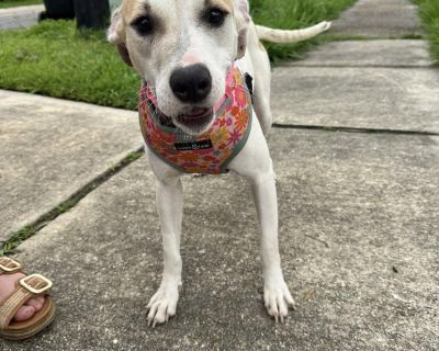 Br l e Your Future Best Friend! This tail-wagging sweetheart is all puppy energy and love! She s always ready to make a new friend, whether it s a person or another pup. With a bright, eager personality and a heart full of joy, she turns every moment into playtime. She s still learning the ropes and figuring out what s a yes and leave it but she s a fast learner and aims to please. Her playful ...