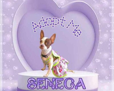 Seneca - Chihuahua Female Adult Dog for Adoption