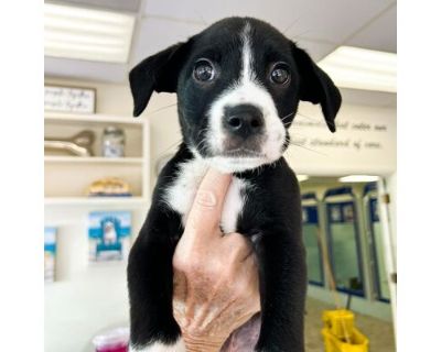 Snoop - Mixed Breed (Medium) Male Puppy for Adoption