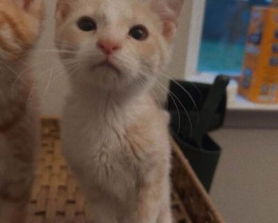 Ray - Domestic Shorthair Male Kitten for Adoption