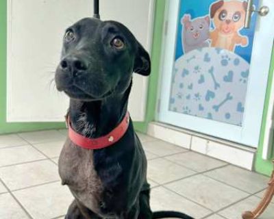ESPRESSO *URGENT HOME NEEDED - Labrador Retriever Male Dog for Adoption