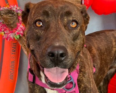 Lulu - Mountain Cur & Labrador Retriever Mix Female Dog for Adoption