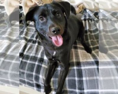 Young * Location New Castle, DE, 19720 USA USA *. Posted Breed: Labrador Retriever / Mixed. Update: Reggie is not ready for adoption at this time. We will be working with him on some behavior modification. He was not properly socialized and now he is showing fear aggression with strangers. We will post updates about him. If you would be interested in sponsoring his training please visit our web...