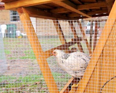 5 ft tall portable chicken coop in movable chicken yard WINTER SALE in Seattle area