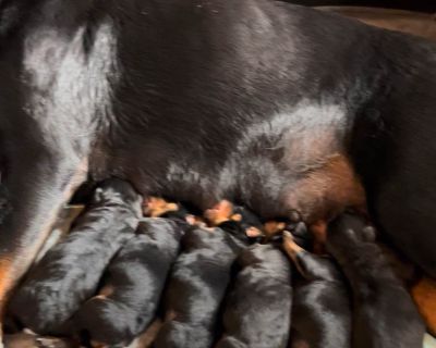 6 Female Rottweiler Puppies for Sale