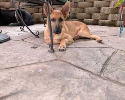 Bohdi 7216 - German Shepherd Dog Male Puppy for Adoption