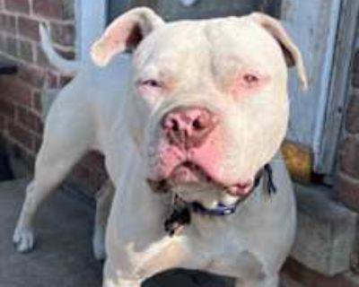 Bowie - American Pit Bull Terrier/American Pit Bull Terrier Mix Male Dog for Adoption