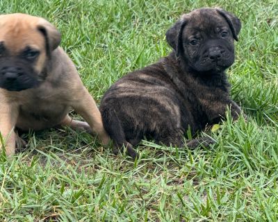 1 Male and 3 Female Bullmastiff Puppies for Sale