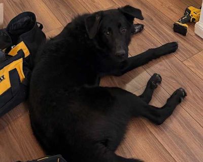 STEVEN - Labrador Retriever/German Shepherd Dog Mix Male Dog for Adoption