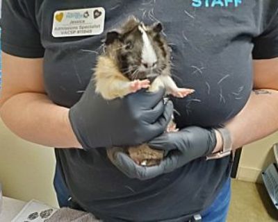 Daisy - Guinea Pig Female for Adoption