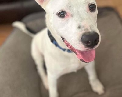 Oakley - Pit Bull Terrier & White German Shepherd Mix Male Puppy for Adoption