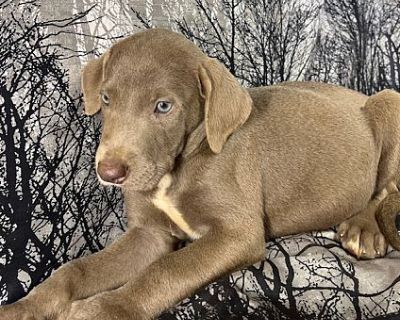 Warbler - Weimaraner/Labrador Retriever Mix Male Puppy for Adoption