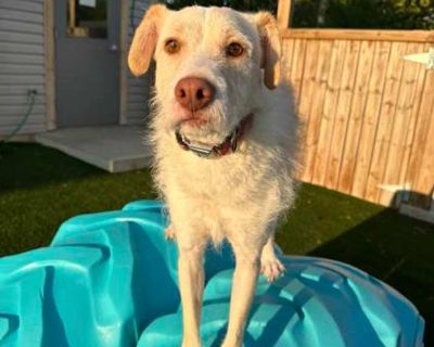 Jeffrey - Airedale Terrier Male Dog for Adoption