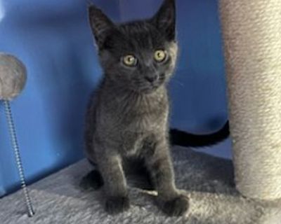 Bear Country Usa - Domestic Shorthair Male Kitten for Adoption