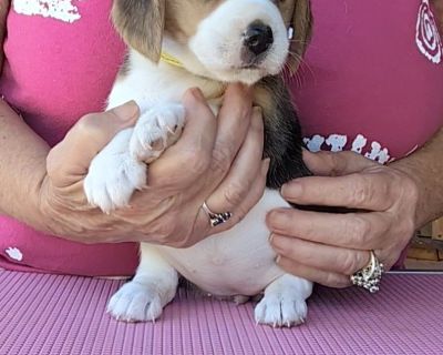 4 Female Beagle Puppies for Sale