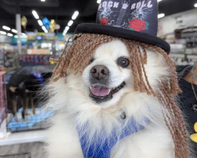 Brooks - Pomeranian Male Dog for Adoption